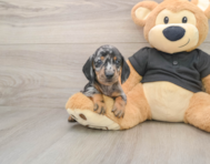 6 week old Dachshund Puppy For Sale - Pilesgrove Pups