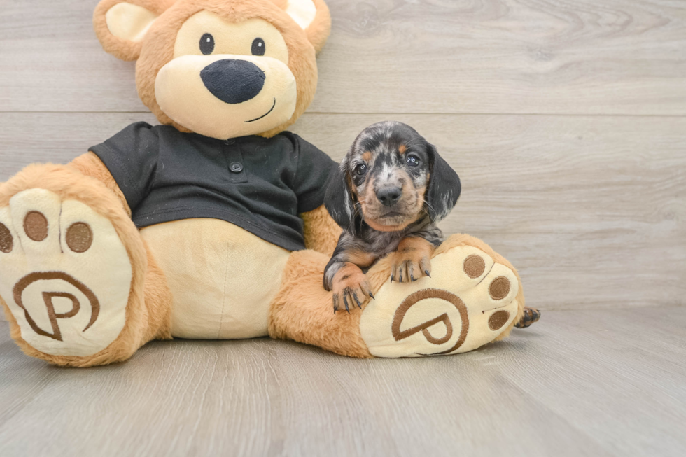 Dachshund Puppy for Adoption