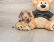 5 week old Dachshund Puppy For Sale - Pilesgrove Pups