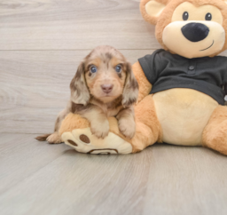 5 week old Dachshund Puppy For Sale - Pilesgrove Pups