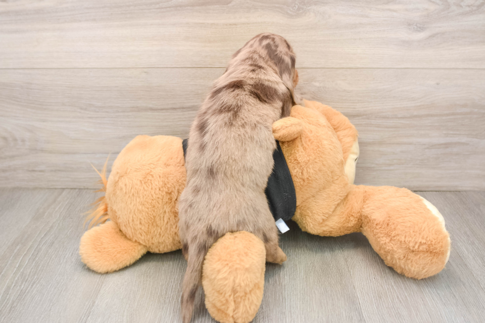 Dachshund Pup Being Cute