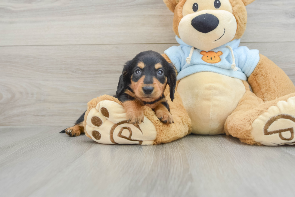 Dachshund Pup Being Cute