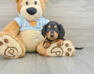 5 week old Dachshund Puppy For Sale - Pilesgrove Pups