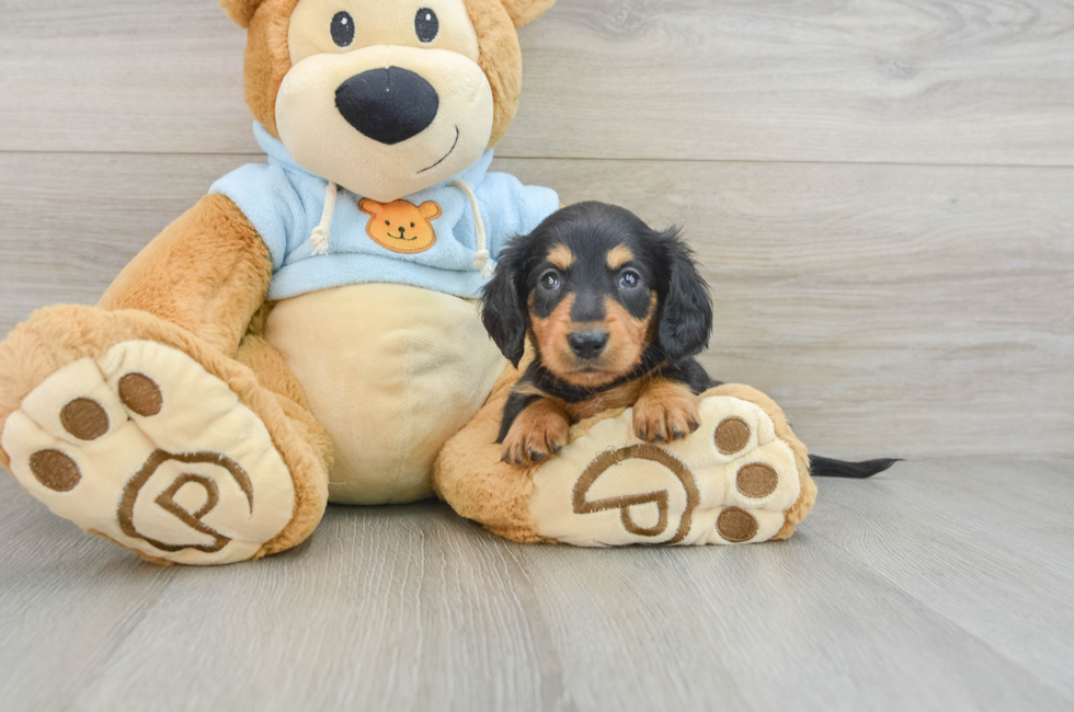 7 week old Dachshund Puppy For Sale - Pilesgrove Pups