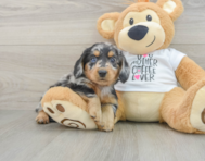 5 week old Dachshund Puppy For Sale - Pilesgrove Pups