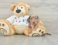 5 week old Dachshund Puppy For Sale - Pilesgrove Pups