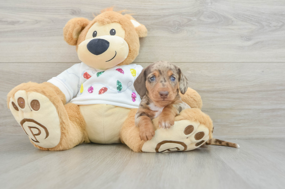 6 week old Dachshund Puppy For Sale - Pilesgrove Pups