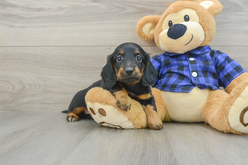 Dachshund Pup Being Cute