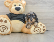 6 week old Dachshund Puppy For Sale - Pilesgrove Pups
