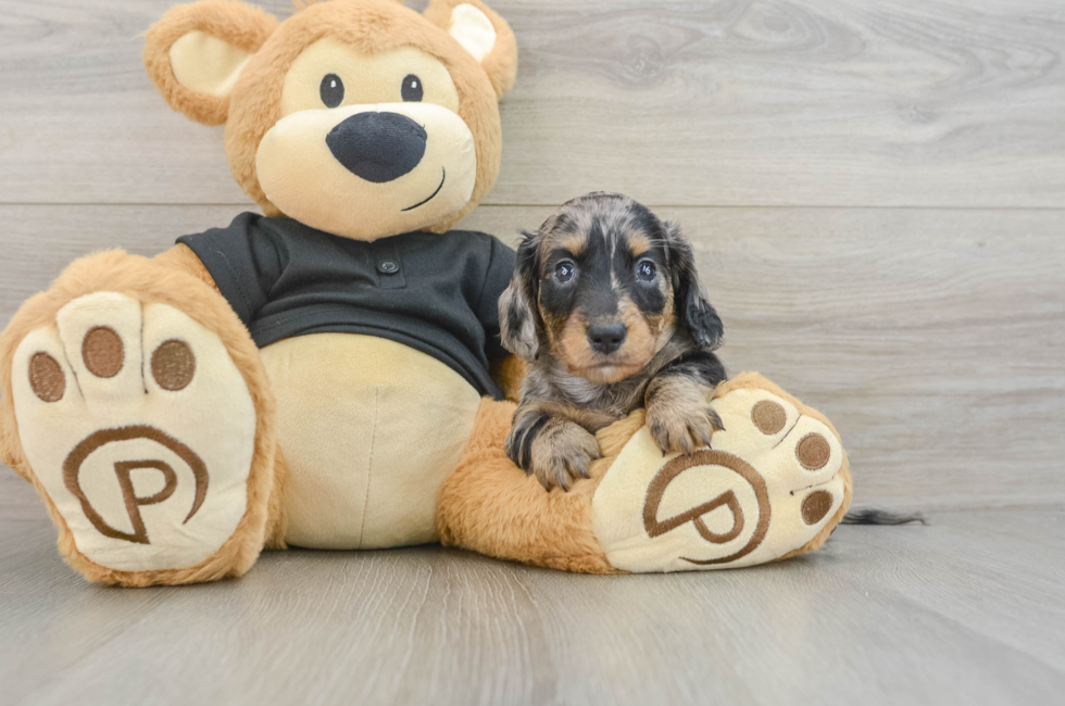 5 week old Dachshund Puppy For Sale - Pilesgrove Pups