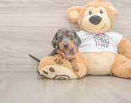 5 week old Dachshund Puppy For Sale - Pilesgrove Pups