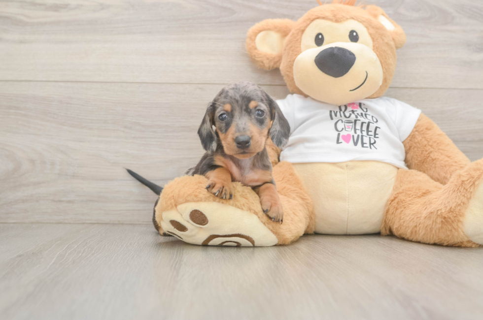 6 week old Dachshund Puppy For Sale - Pilesgrove Pups