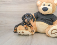 7 week old Dachshund Puppy For Sale - Pilesgrove Pups