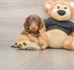 5 week old Dachshund Puppy For Sale - Pilesgrove Pups
