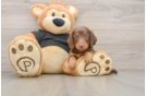 Best Dachshund Baby