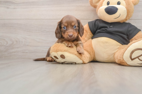 SHIRLEY, a Dachshund littermate
