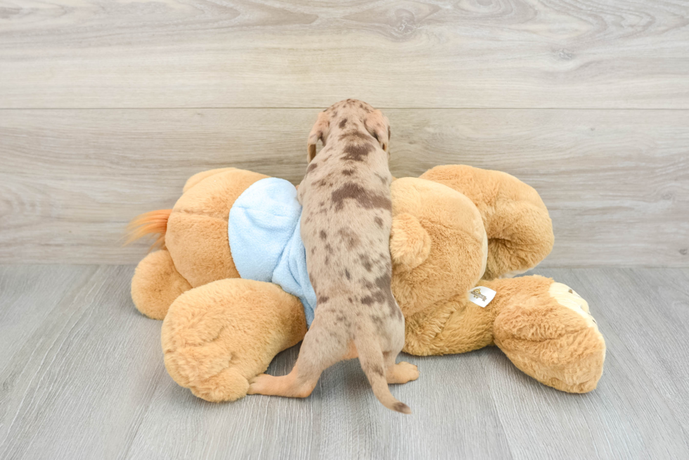 Cute Doxie Purebred Puppy