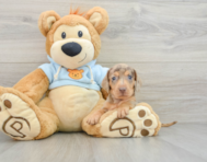 5 week old Dachshund Puppy For Sale - Pilesgrove Pups