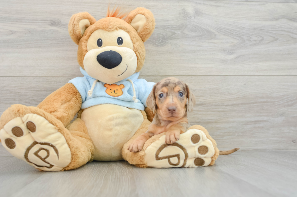 7 week old Dachshund Puppy For Sale - Pilesgrove Pups