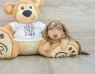 5 week old Dachshund Puppy For Sale - Pilesgrove Pups