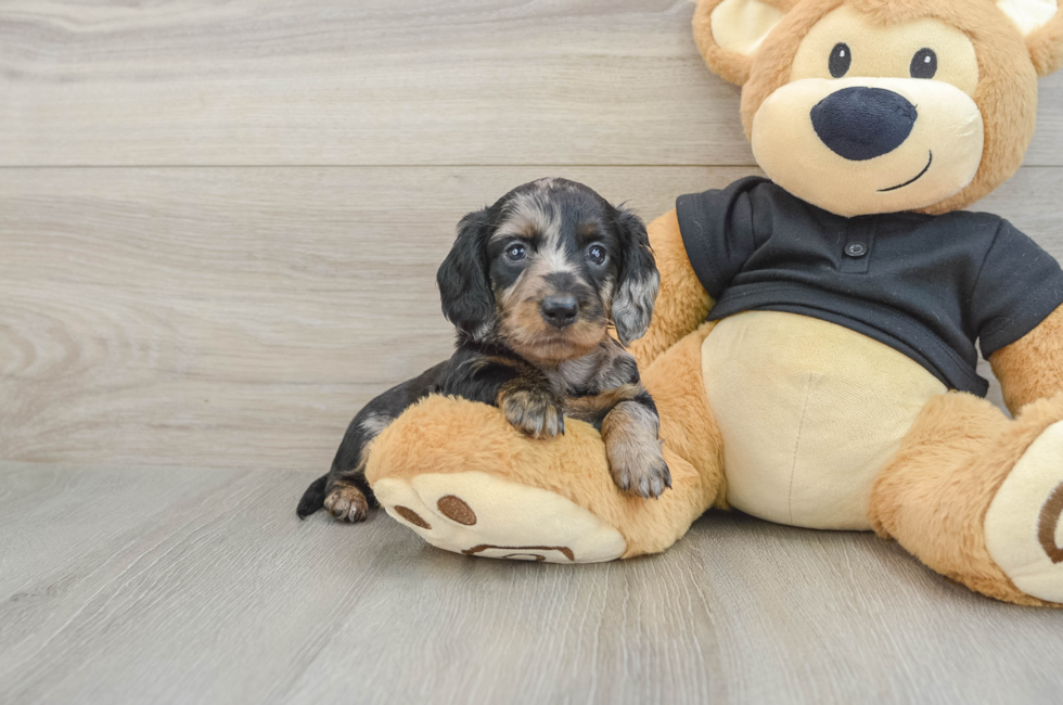 5 week old Dachshund Puppy For Sale - Pilesgrove Pups