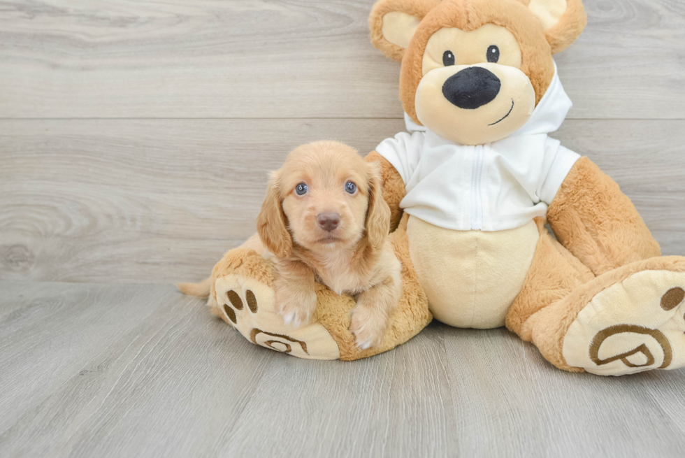 Dachshund Pup Being Cute