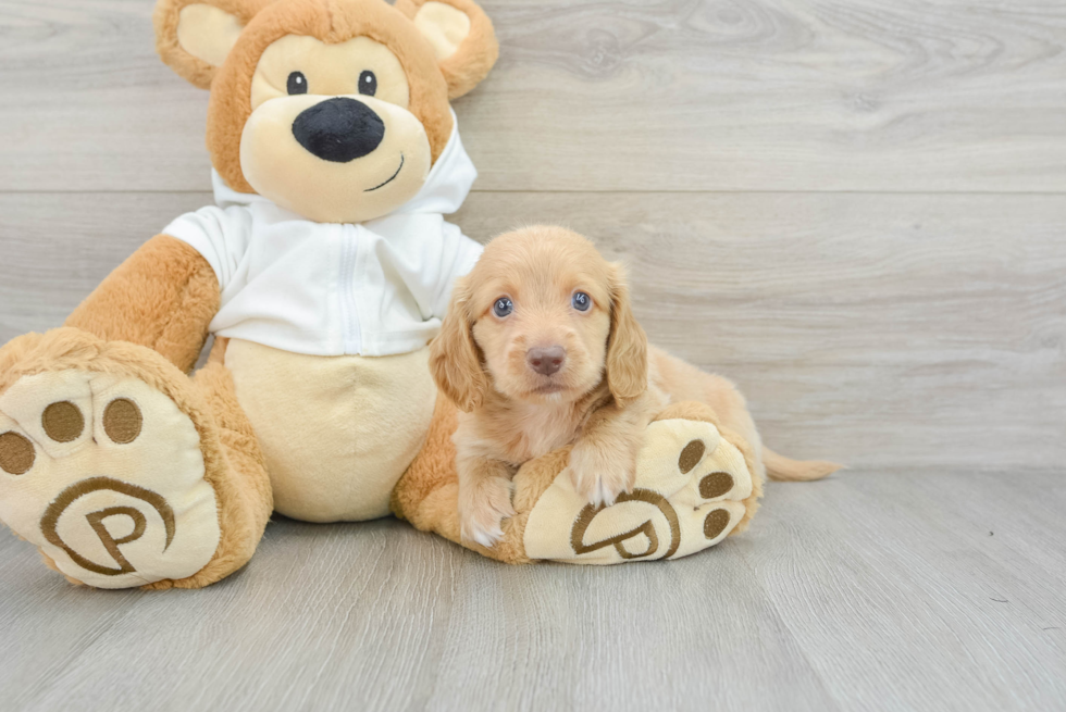 Dachshund Pup Being Cute