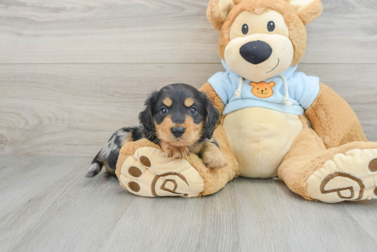 Dachshund Pup Being Cute