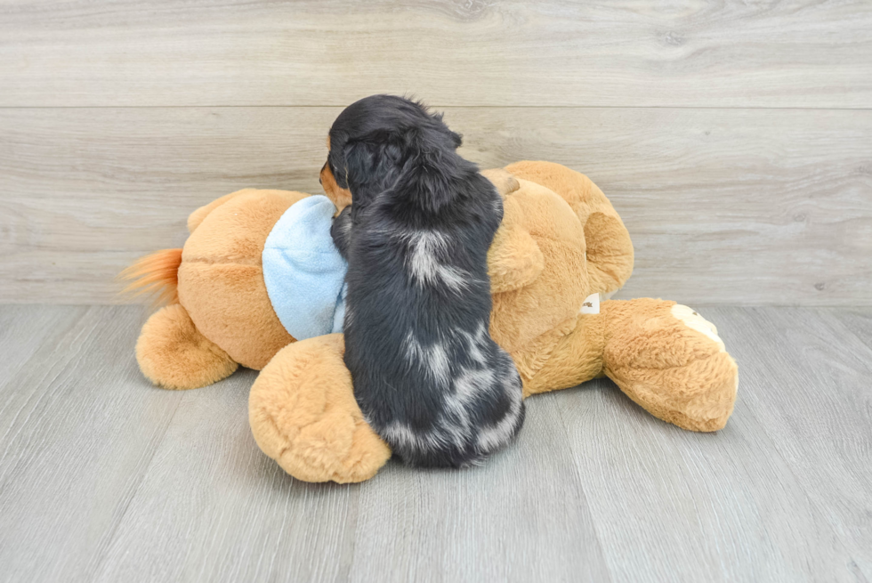 Best Dachshund Baby