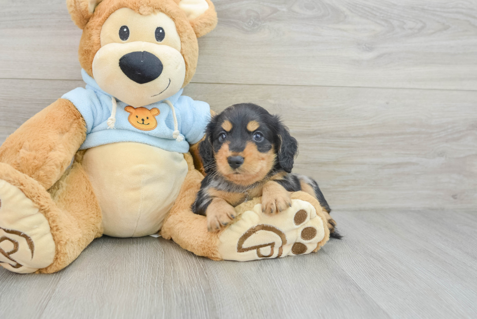 Cute Dachshund Purebred Pup