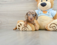 5 week old Dachshund Puppy For Sale - Pilesgrove Pups