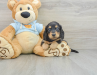 7 week old Dachshund Puppy For Sale - Pilesgrove Pups