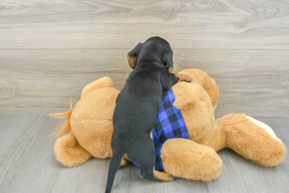 Cute Doxie Purebred Puppy