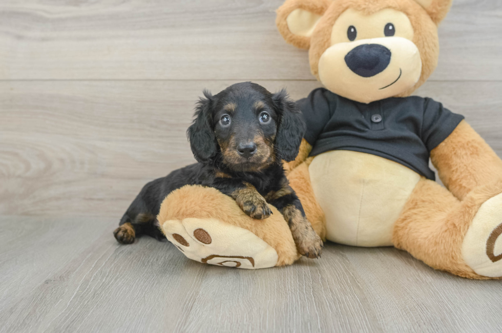 5 week old Dachshund Puppy For Sale - Pilesgrove Pups