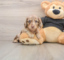 5 week old Dachshund Puppy For Sale - Pilesgrove Pups