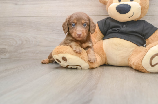 SLIM, a Dachshund littermate