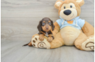 Dachshund Puppy for Adoption