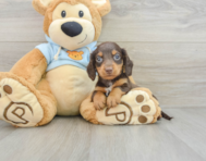 7 week old Dachshund Puppy For Sale - Pilesgrove Pups