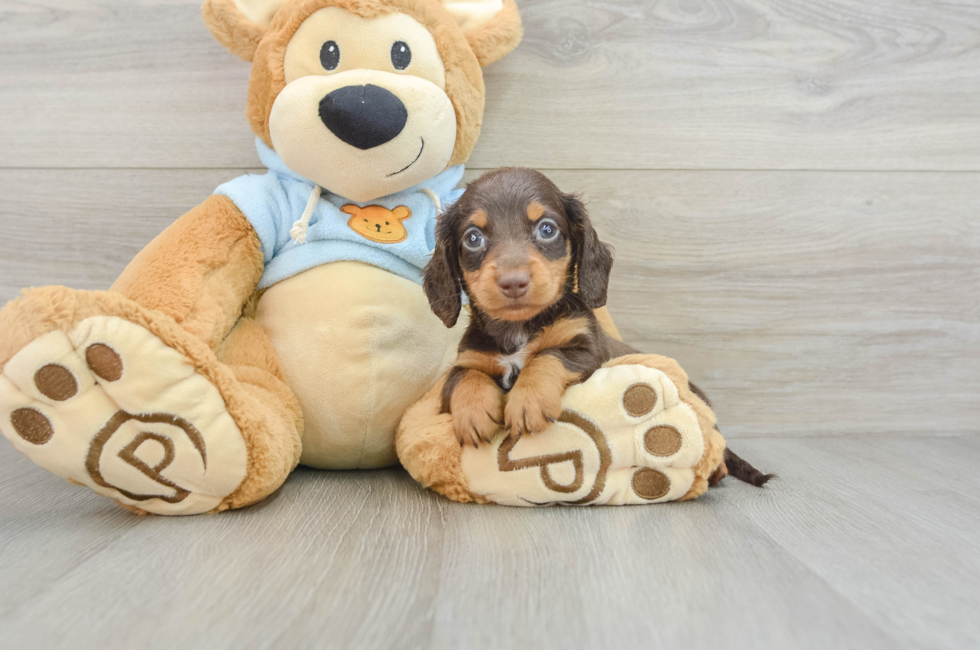 7 week old Dachshund Puppy For Sale - Pilesgrove Pups