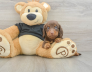 5 week old Dachshund Puppy For Sale - Pilesgrove Pups