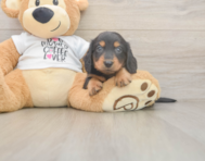 5 week old Dachshund Puppy For Sale - Pilesgrove Pups