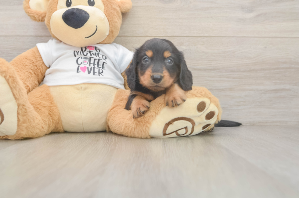 6 week old Dachshund Puppy For Sale - Pilesgrove Pups
