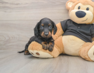 6 week old Dachshund Puppy For Sale - Pilesgrove Pups