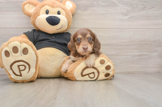 SLINKY, a Dachshund littermate