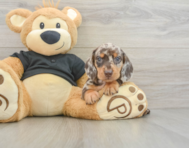 6 week old Dachshund Puppy For Sale - Pilesgrove Pups