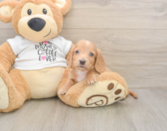 5 week old Dachshund Puppy For Sale - Pilesgrove Pups