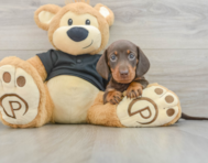 5 week old Dachshund Puppy For Sale - Pilesgrove Pups