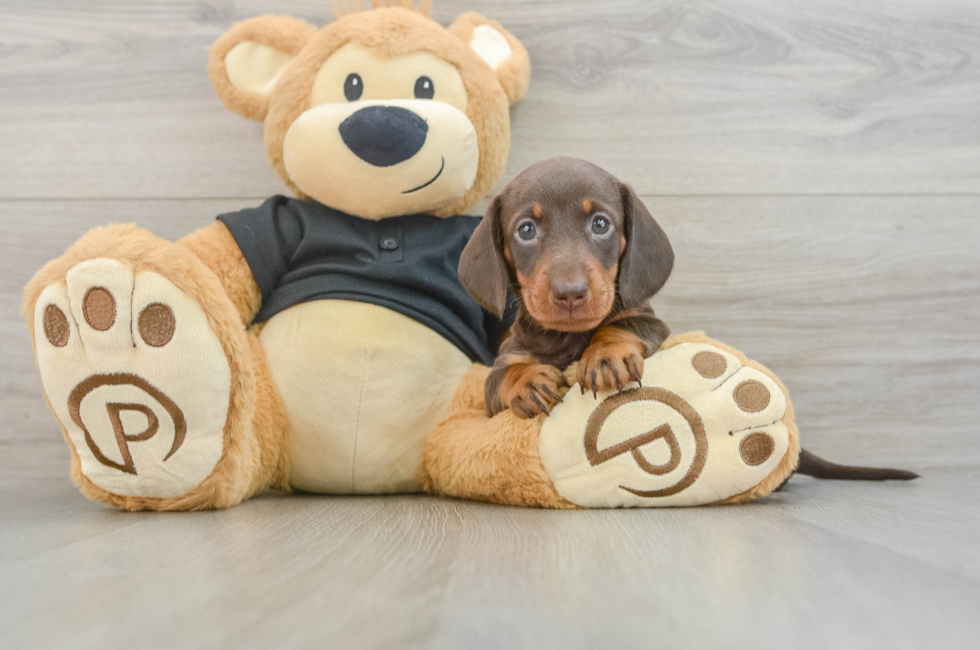 5 week old Dachshund Puppy For Sale - Pilesgrove Pups