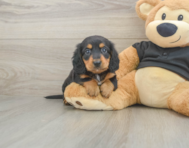 5 week old Dachshund Puppy For Sale - Pilesgrove Pups