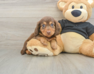 5 week old Dachshund Puppy For Sale - Pilesgrove Pups